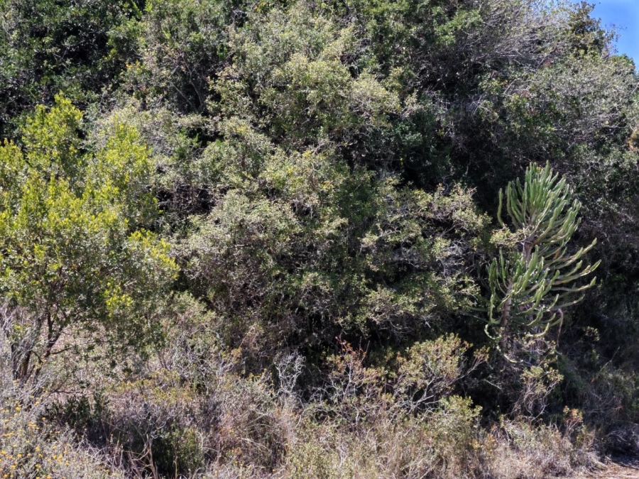 0 Bedroom Property for Sale in Merryhill Eastern Cape